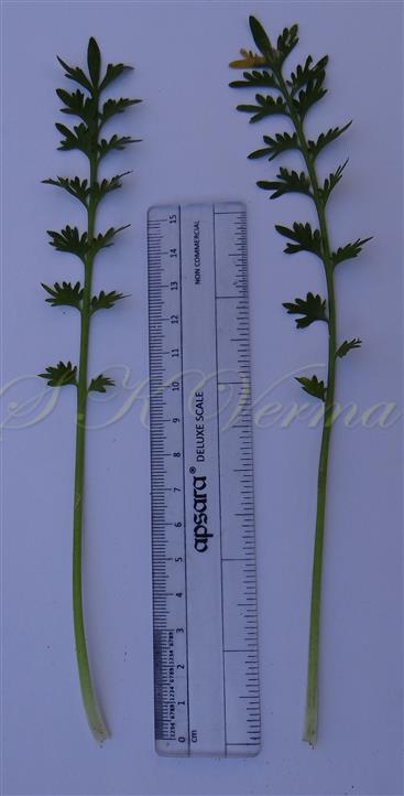  Basal Leaves
